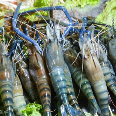 Lẩu Tôm Càng Xanh: Vị Ngon Lạ Miệng